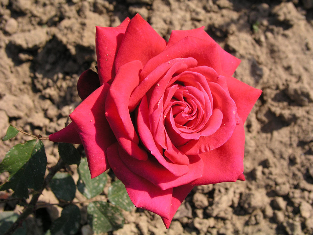 růže Karl Herbst