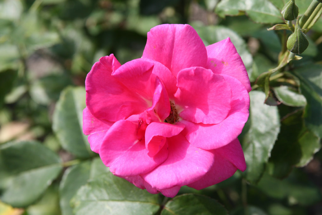 růže Karl Herbst