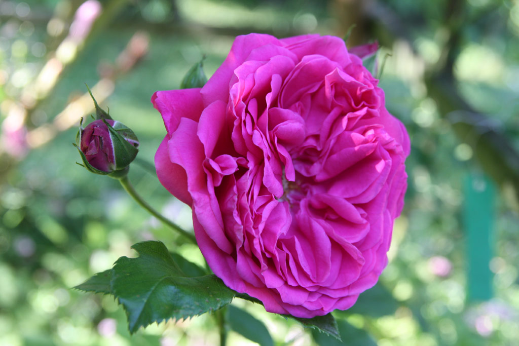 růže Karlsruhe