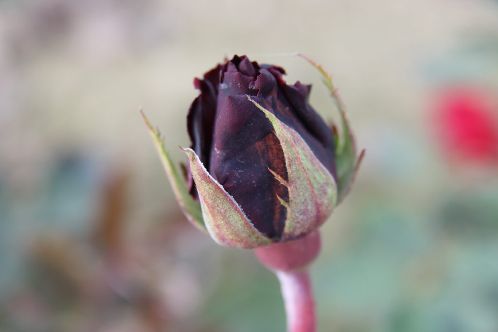 růže Karneol Rose
