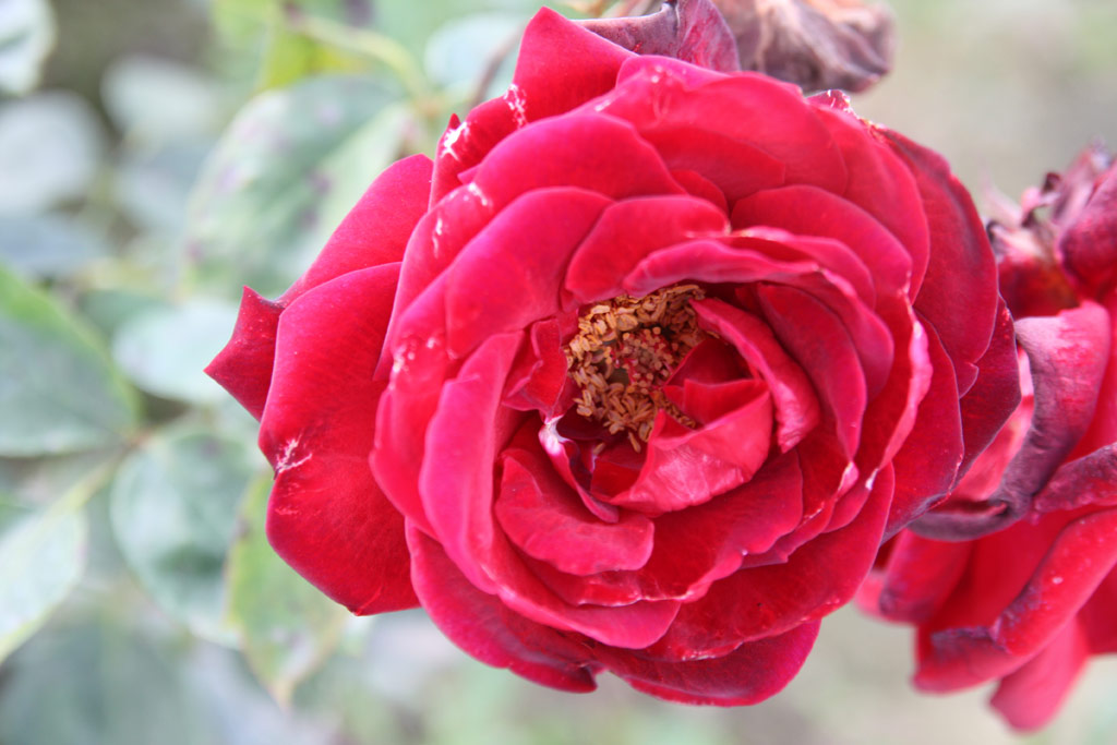 růže Karneol Rose