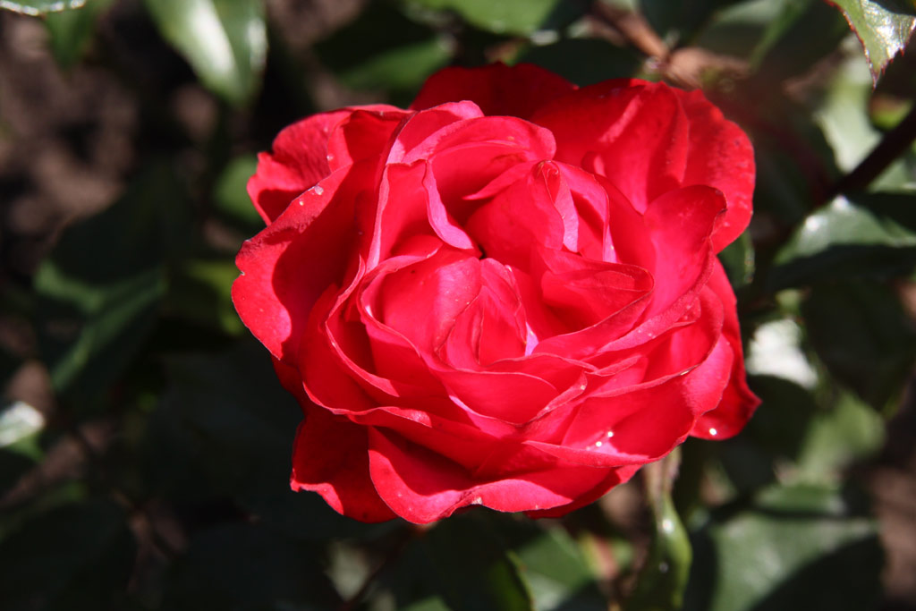 růže Karolina