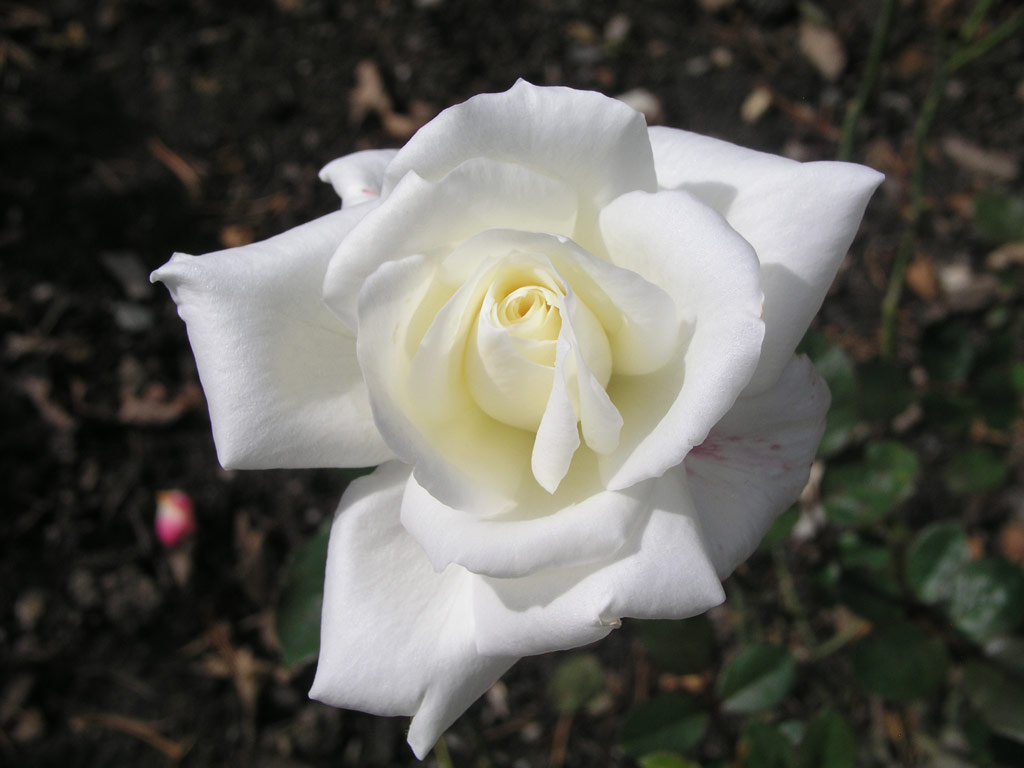 růže Kasbek