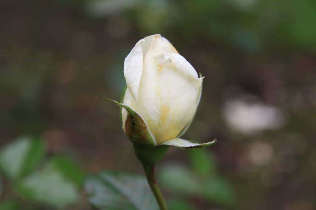růže Kasbek