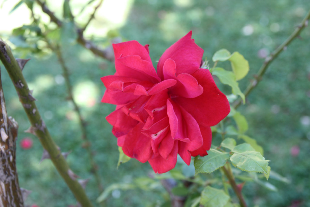 růže Kassel