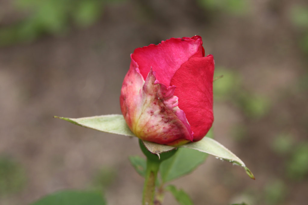 růže Katerina