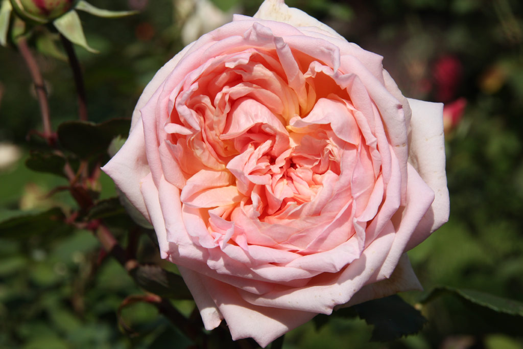 růže Kthe von Saalfeld