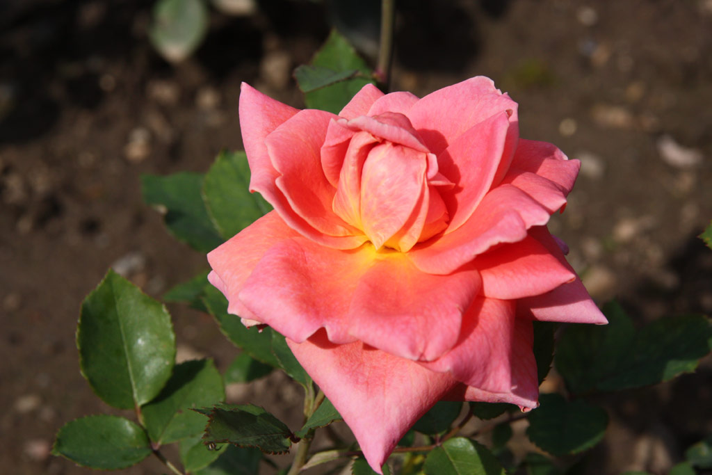 růže Katharine Pechtold