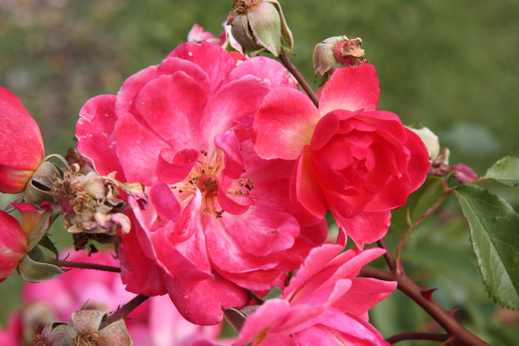 růže Kathleen Ferrier