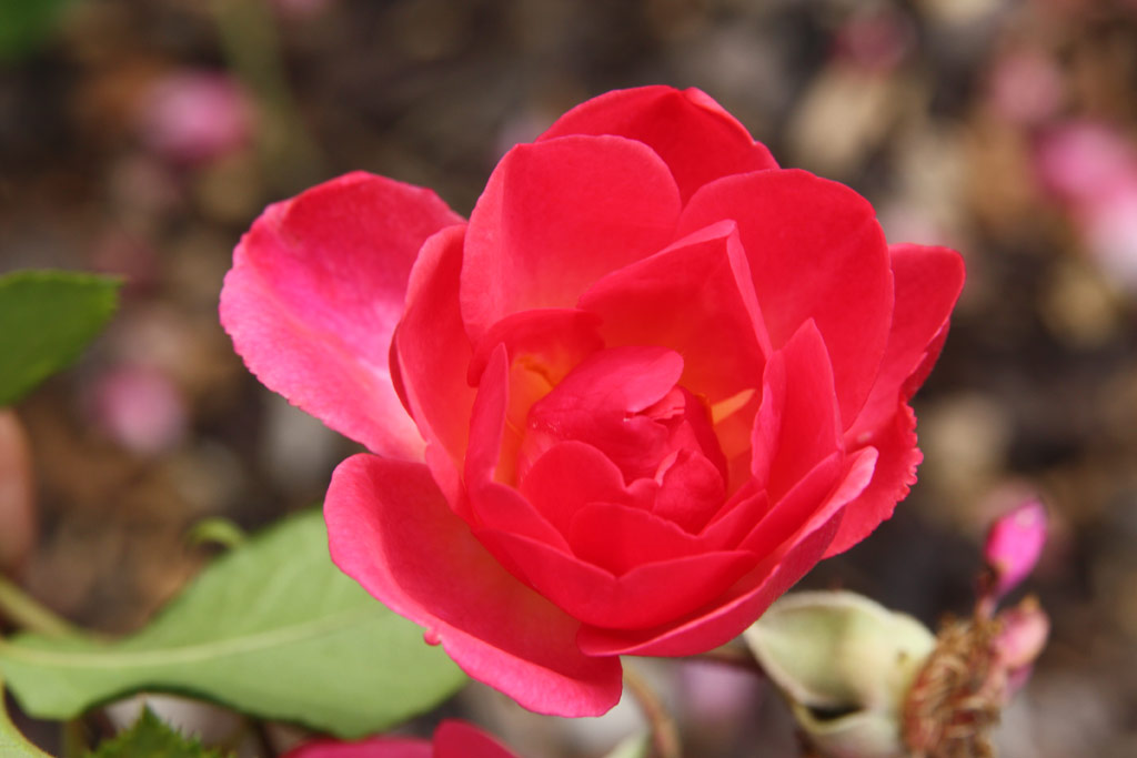 růže Kathleen Ferrier