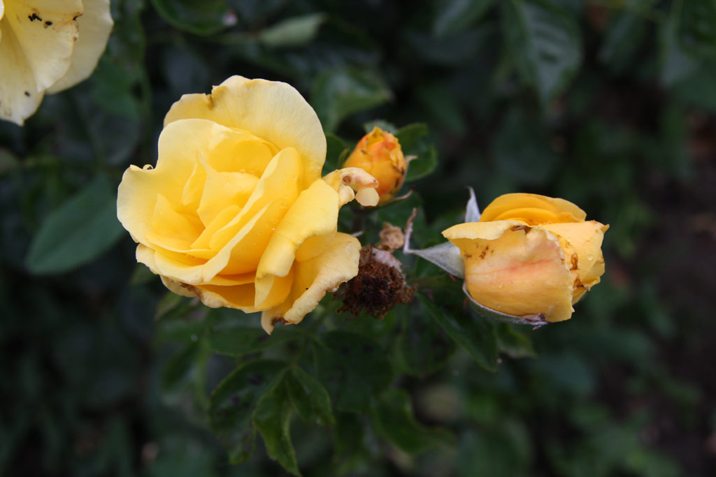růže Katona Jzsef Emlke