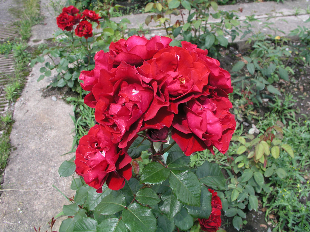 růže Katrin