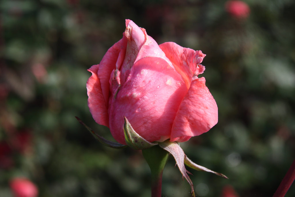 růže Katrin (Sangerhausen)