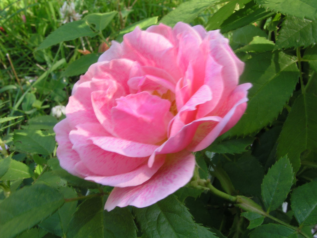 růže Kir Royal