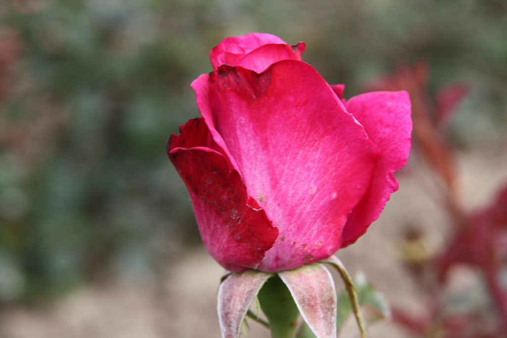 růže Klapkova Modr*