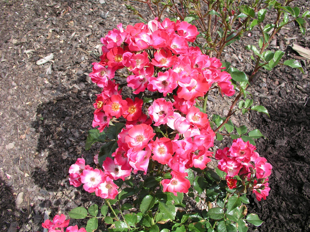 růže Kleine Dortmunderin