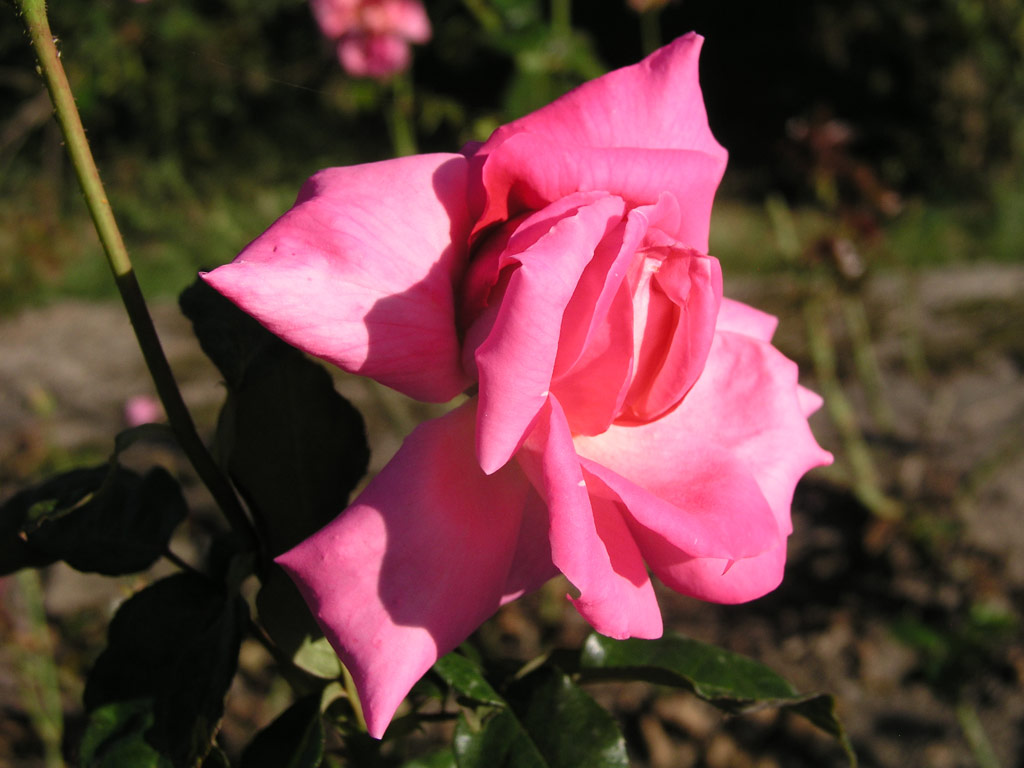 růže Klimentina