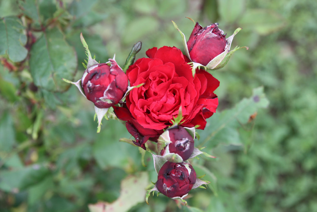 růže Khalom