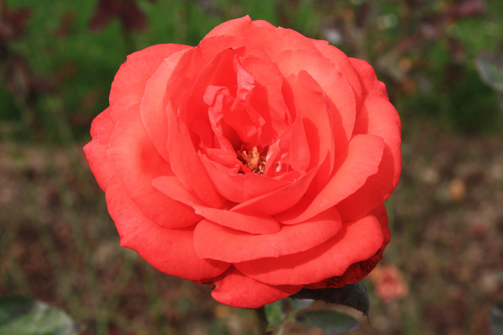 růže Kokete