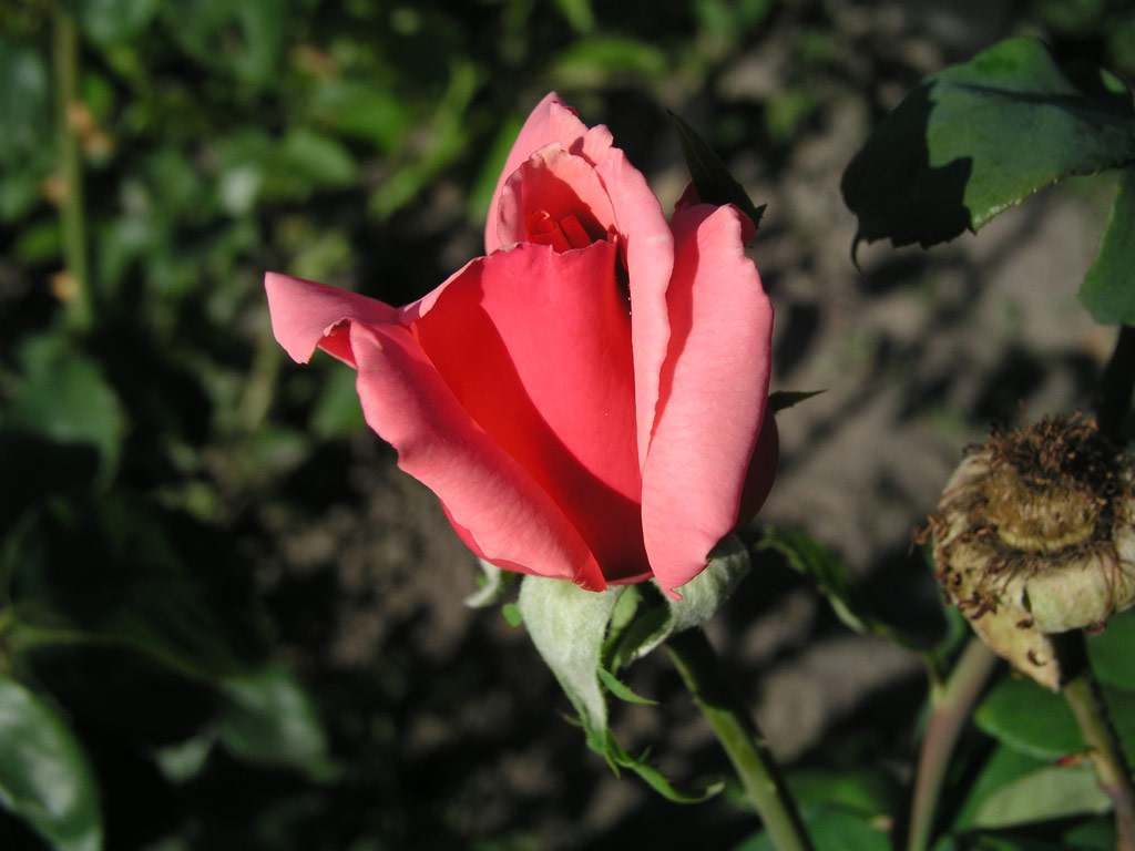 růže Kolchoznica