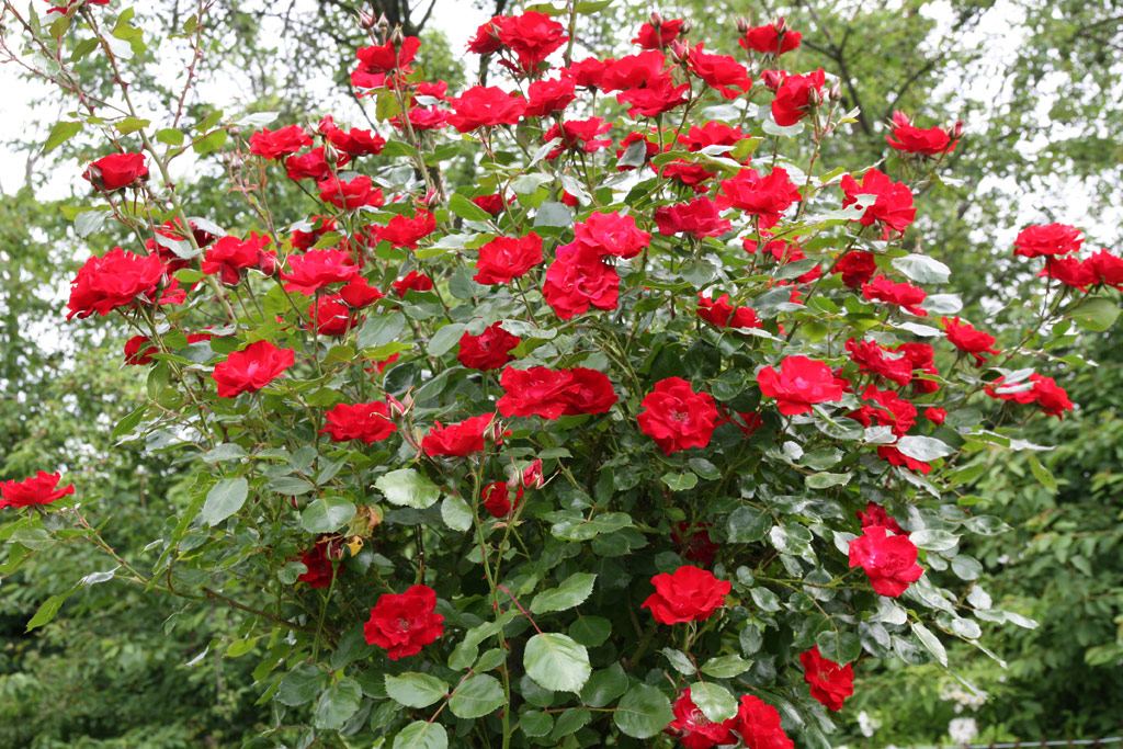 růže Kln am Rhein