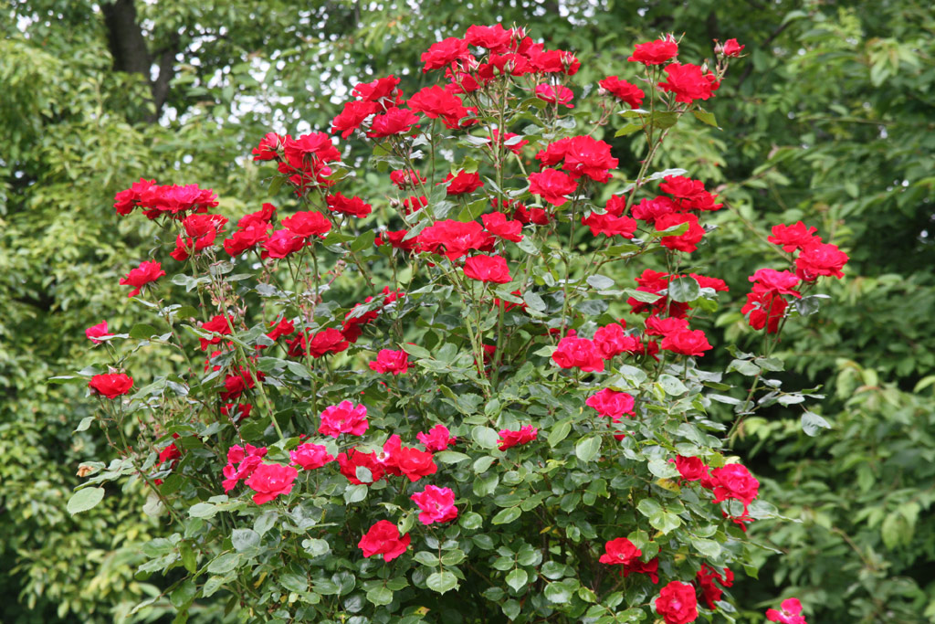 růže Kln am Rhein