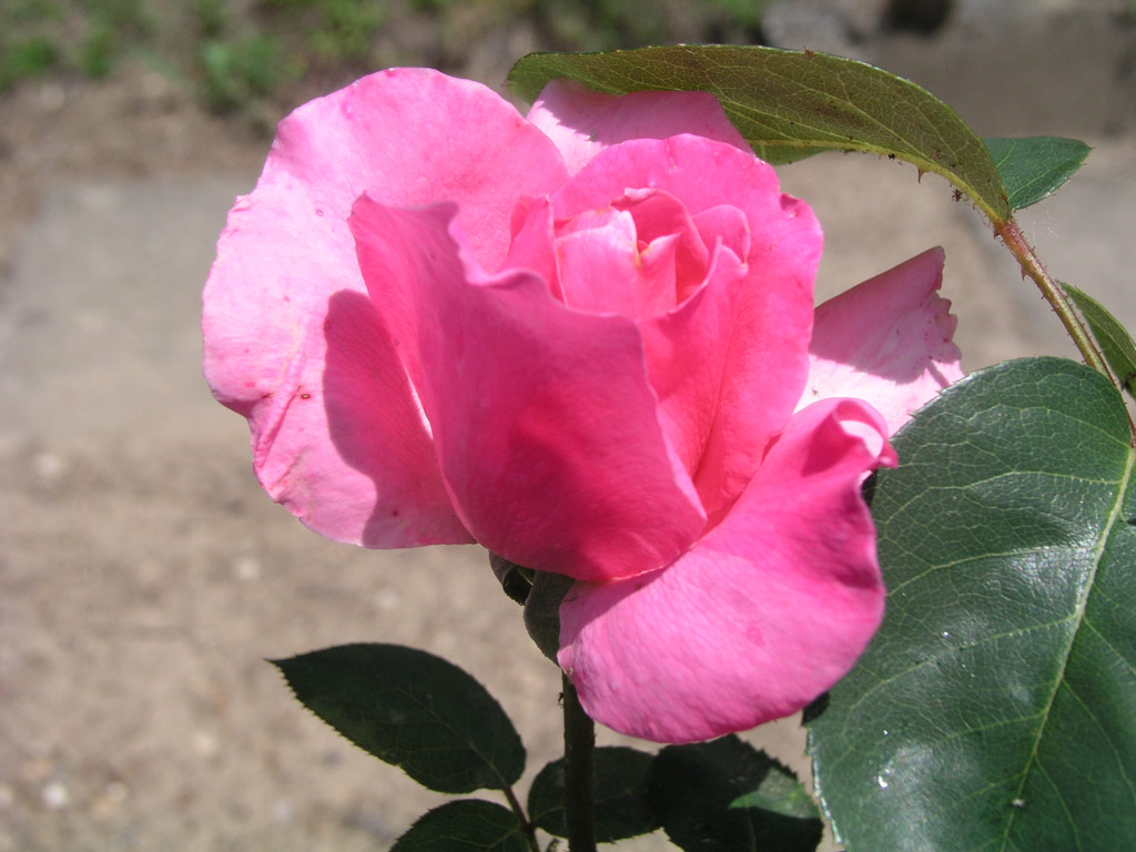 růže Kolozsvr