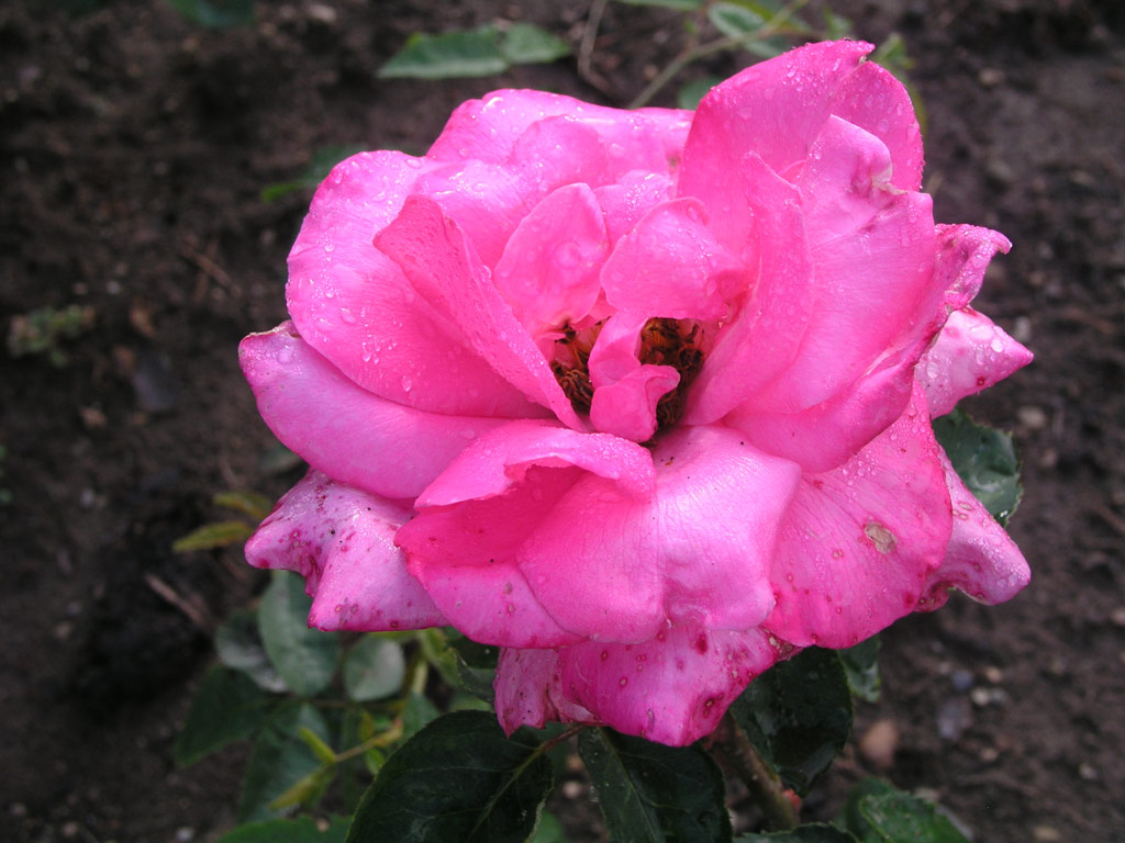 růže Kolozsvr