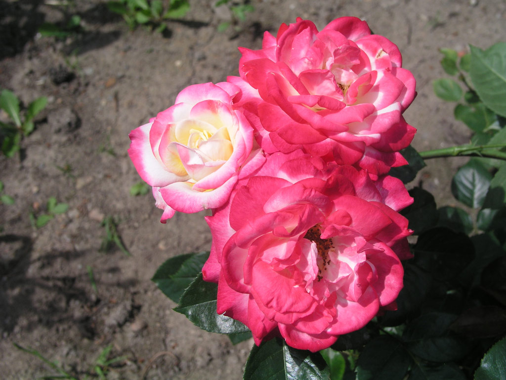 růže Kombination
