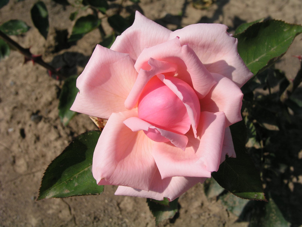 růže Knigin Carola von Sachsen