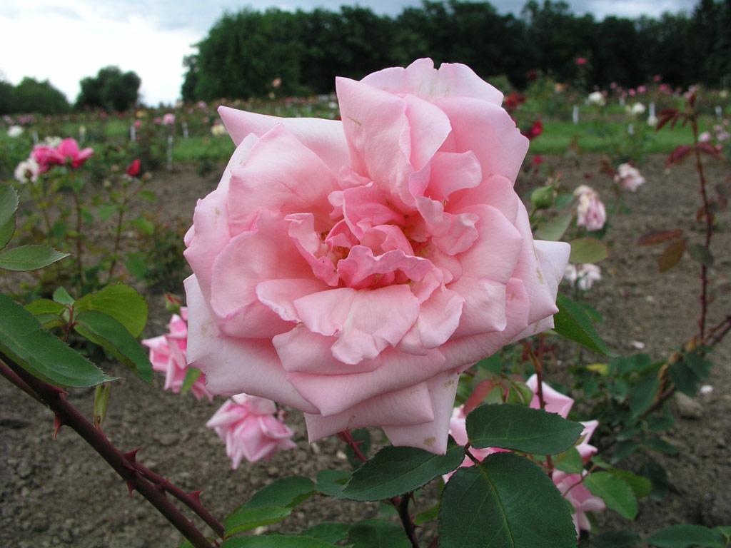 růže Knigin Carola von Sachsen