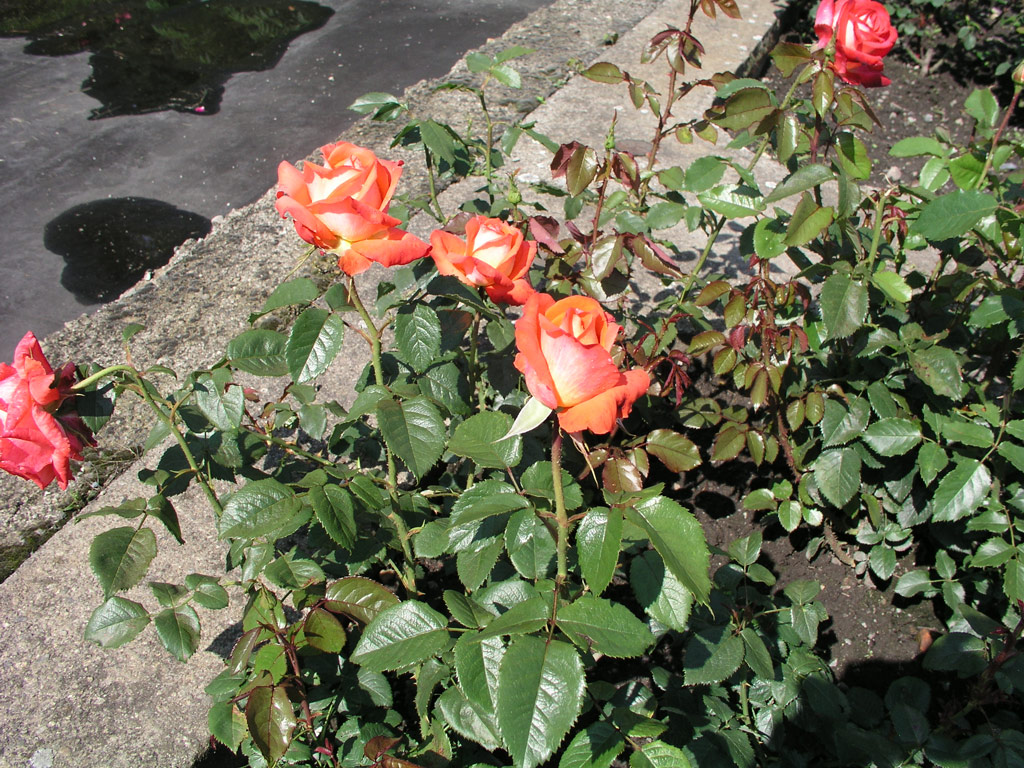 růže Knigin der Rosen