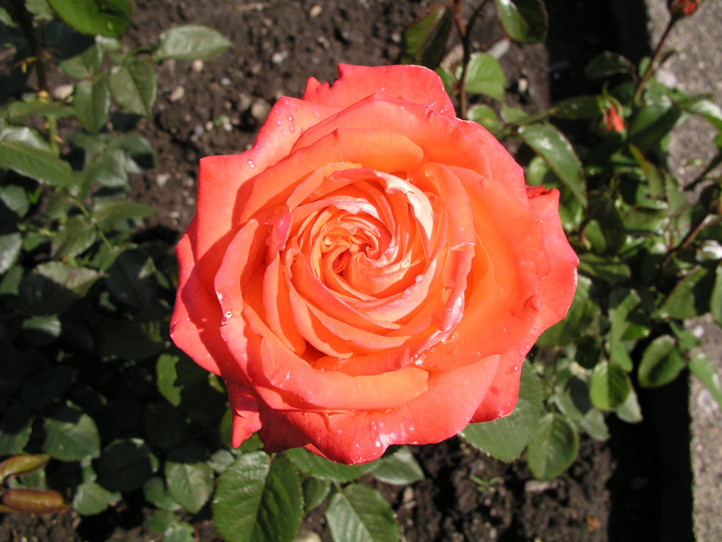 růže Knigin der Rosen