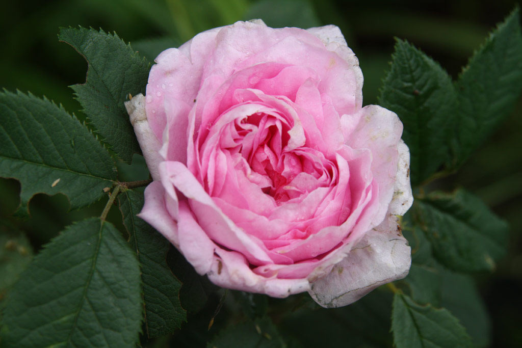 růže Knigin von Dnemark