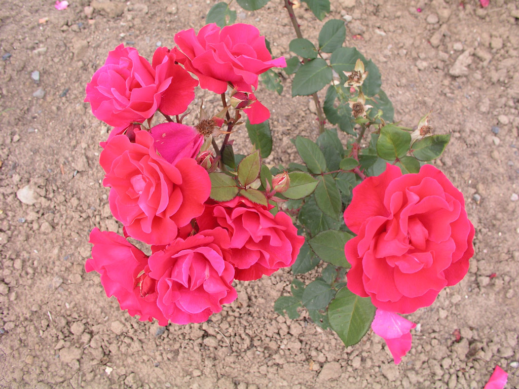 růže K�nigsberg