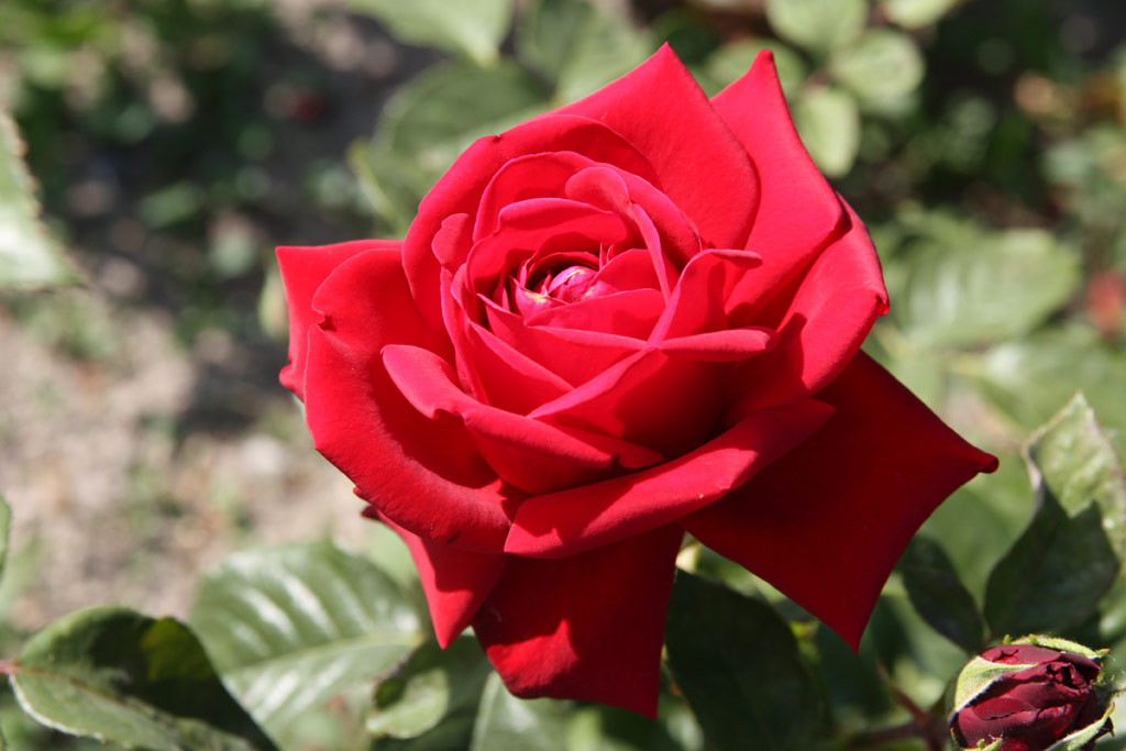 růže Konrad Henkel