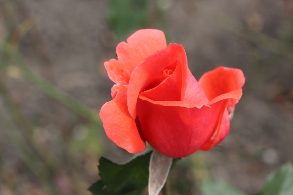 růže Korallovyj Sjurpriz