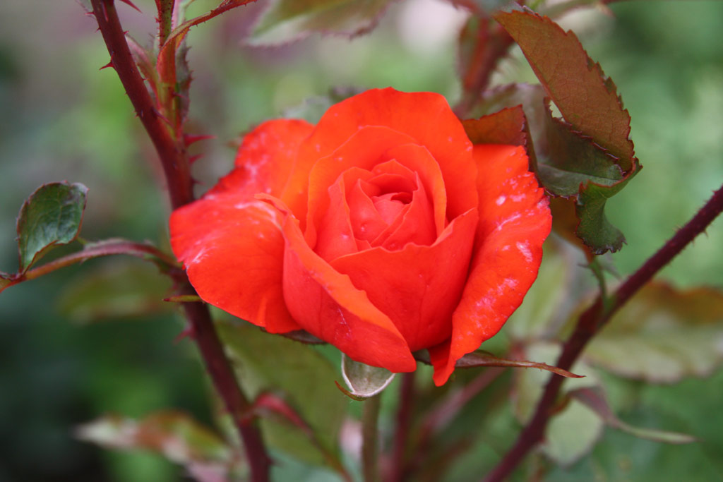 růže Kordes Brillant