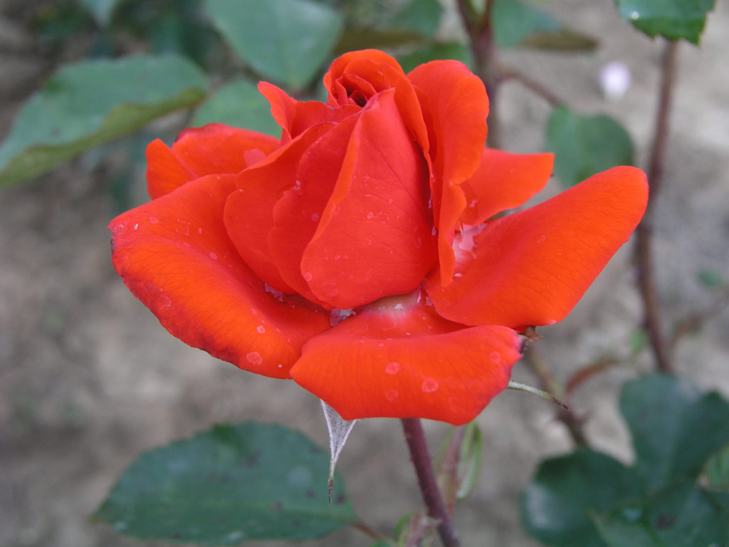 růže Kordes Brillant