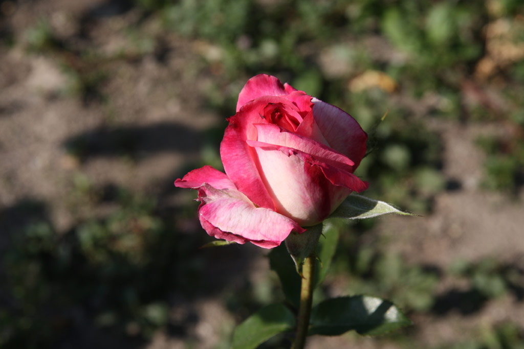 růže Kordes Perfecta