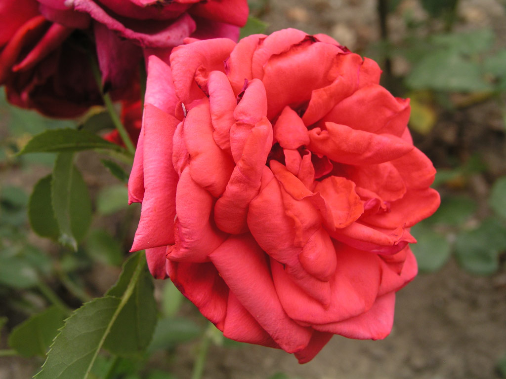 růže Kordes Sondermeldung