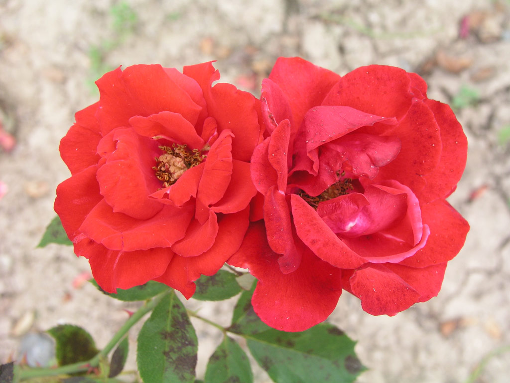 růže Korona