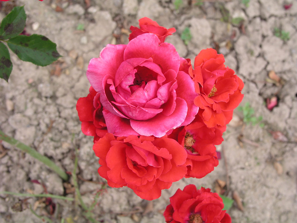 růže Korona