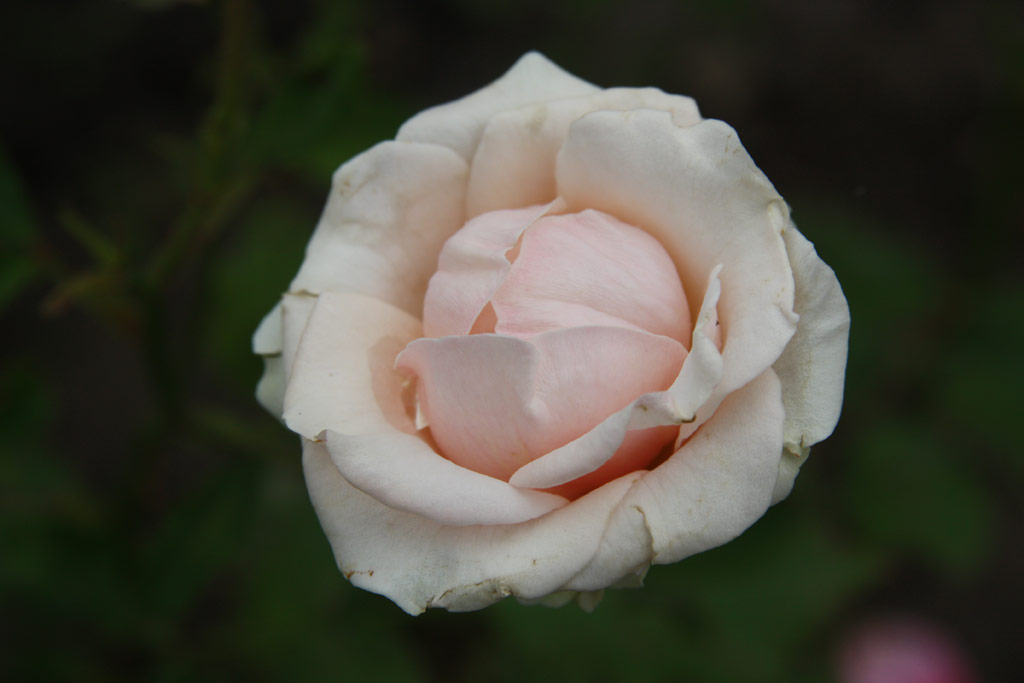 růže Kossuth Zsuzsanna Emlke