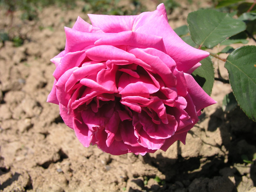 růže Kralj Alexander I.