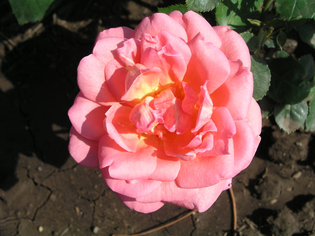 růže Kralj Petar II
