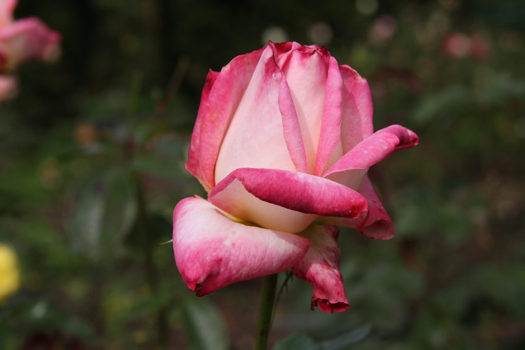 růže Kraljica Marija