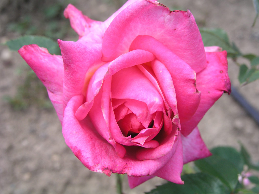 růže Kraljica Marija (Borov Hora)