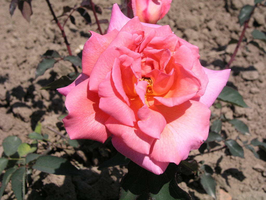 růže Krlovna Johanka