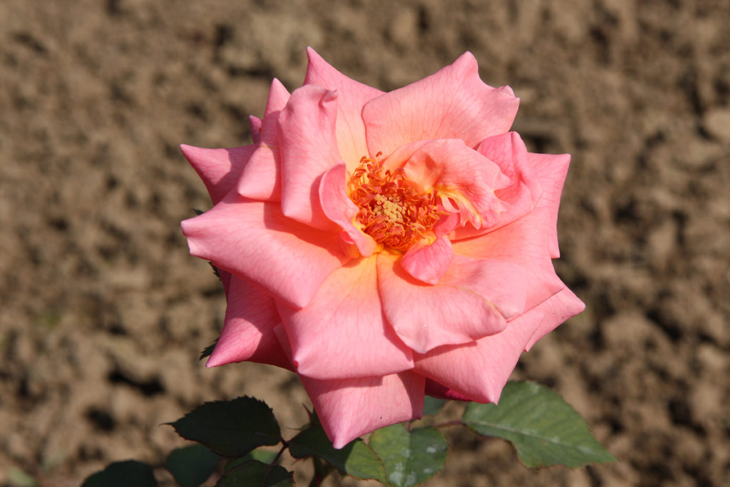 růže Krlovna Johanka